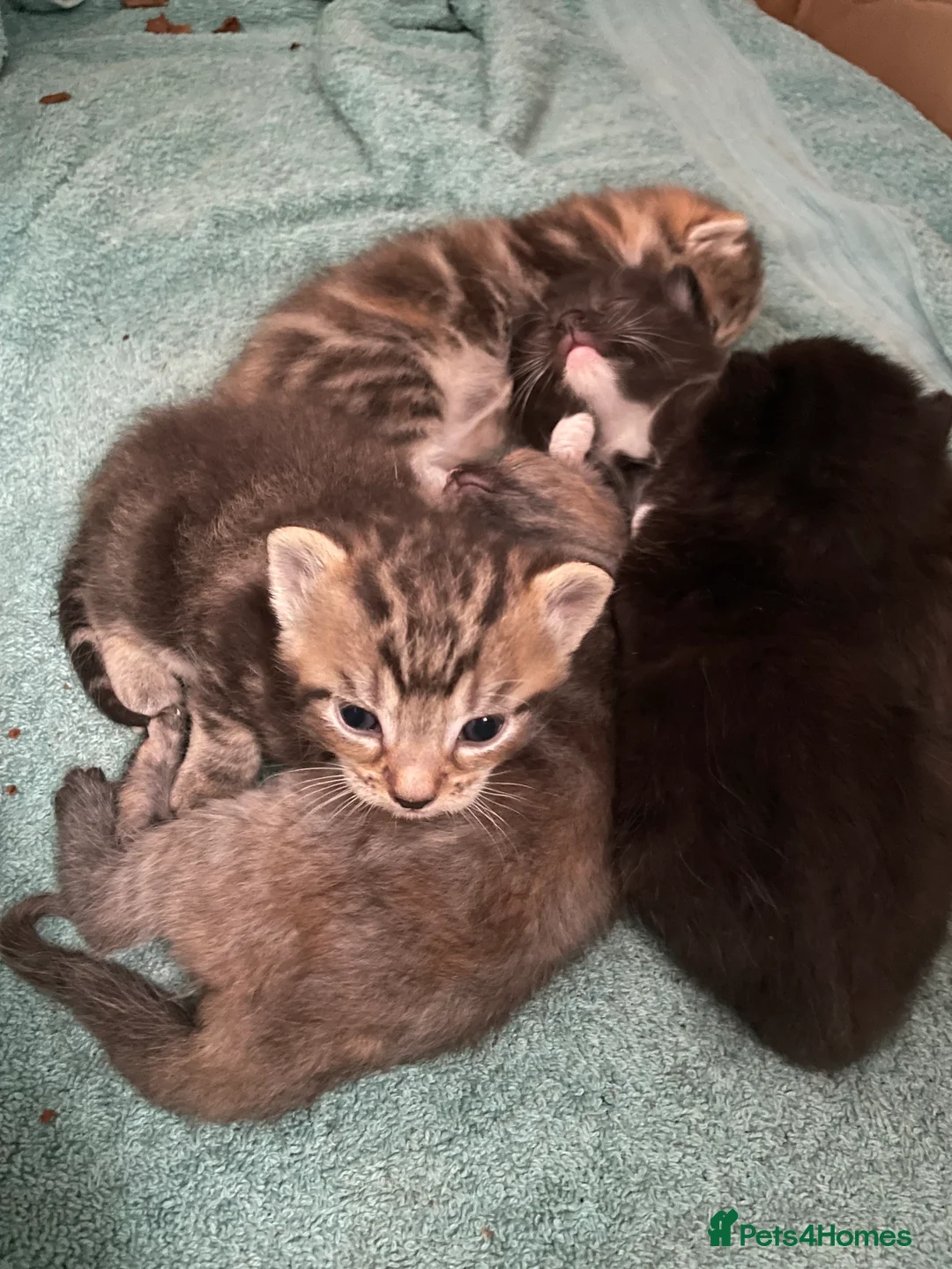 Mixed Breed cats for sale: 1 x boy black 1 x girl  in Gillingham - Advert 2