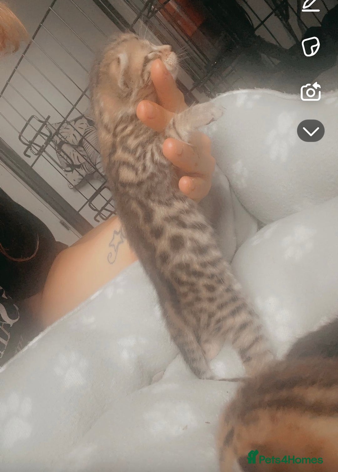 Bengal cats for sale: 4 Bengal kittens for sale  - Image 3