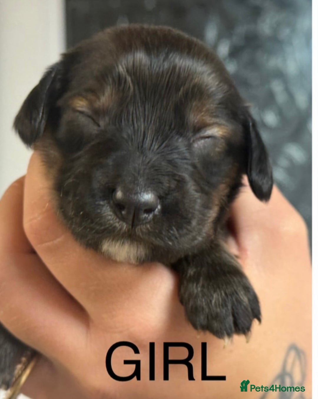 Cocker Spaniel dogs for sale: Healthy Loving Cocker Spaniels  - Image 13