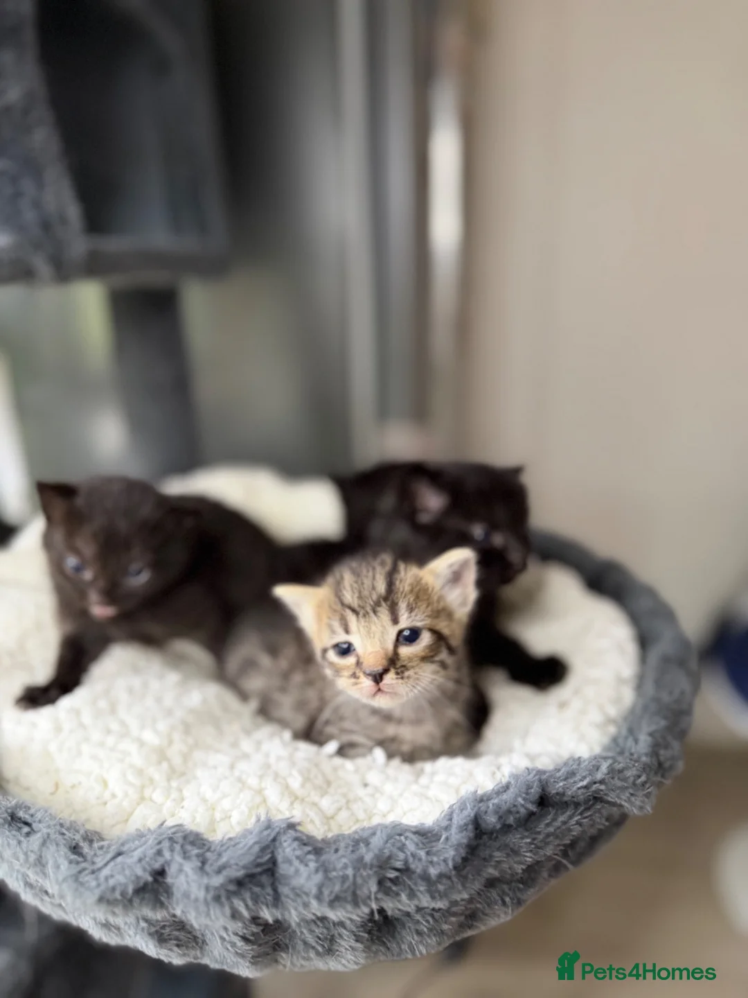 Mixed Breed cats for sale: Little ones - Advert 9