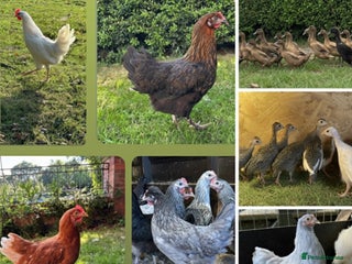 Chickens poultry Hens, Ducks, Quail and other poultry available - Advert 7