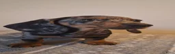 Miniature Dachshund dogs for sale: READY NOW - Stunning Miniature Dachshunds - Advert 16