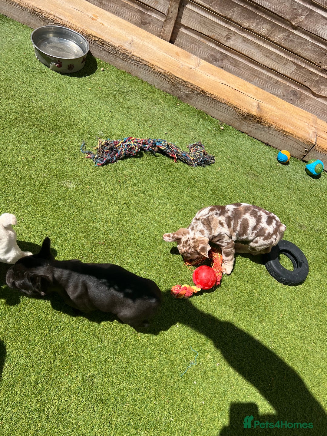 French Bulldog dogs for sale: French bulldog pups reduced what’s left now  - Image 10