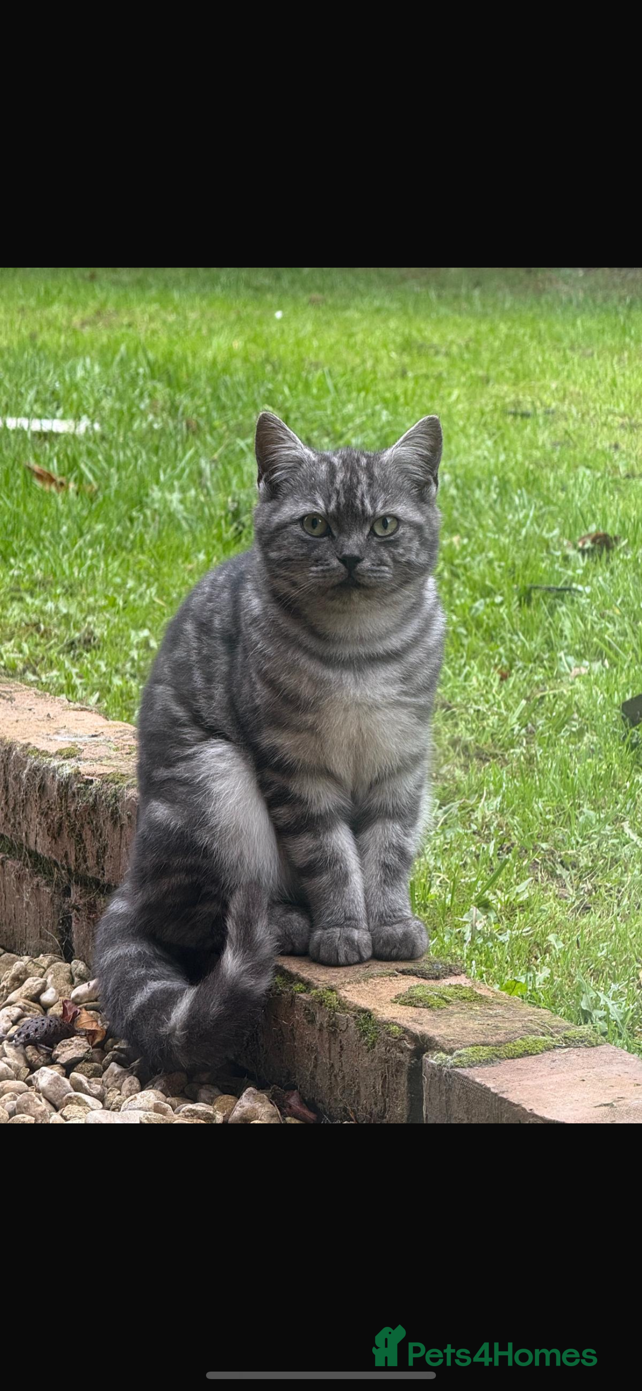 British Shorthair cats Stunning British Shorthair Male, 9 months - Advert 15
