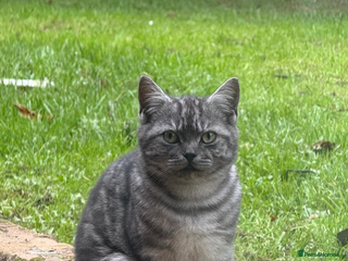 British Shorthair cats Stunning British Shorthair Male, 9 months - Advert 3