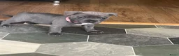 Staffordshire Bull Terrier dogs for sale: K. C registered blue Staffordshire puppies - Advert 24