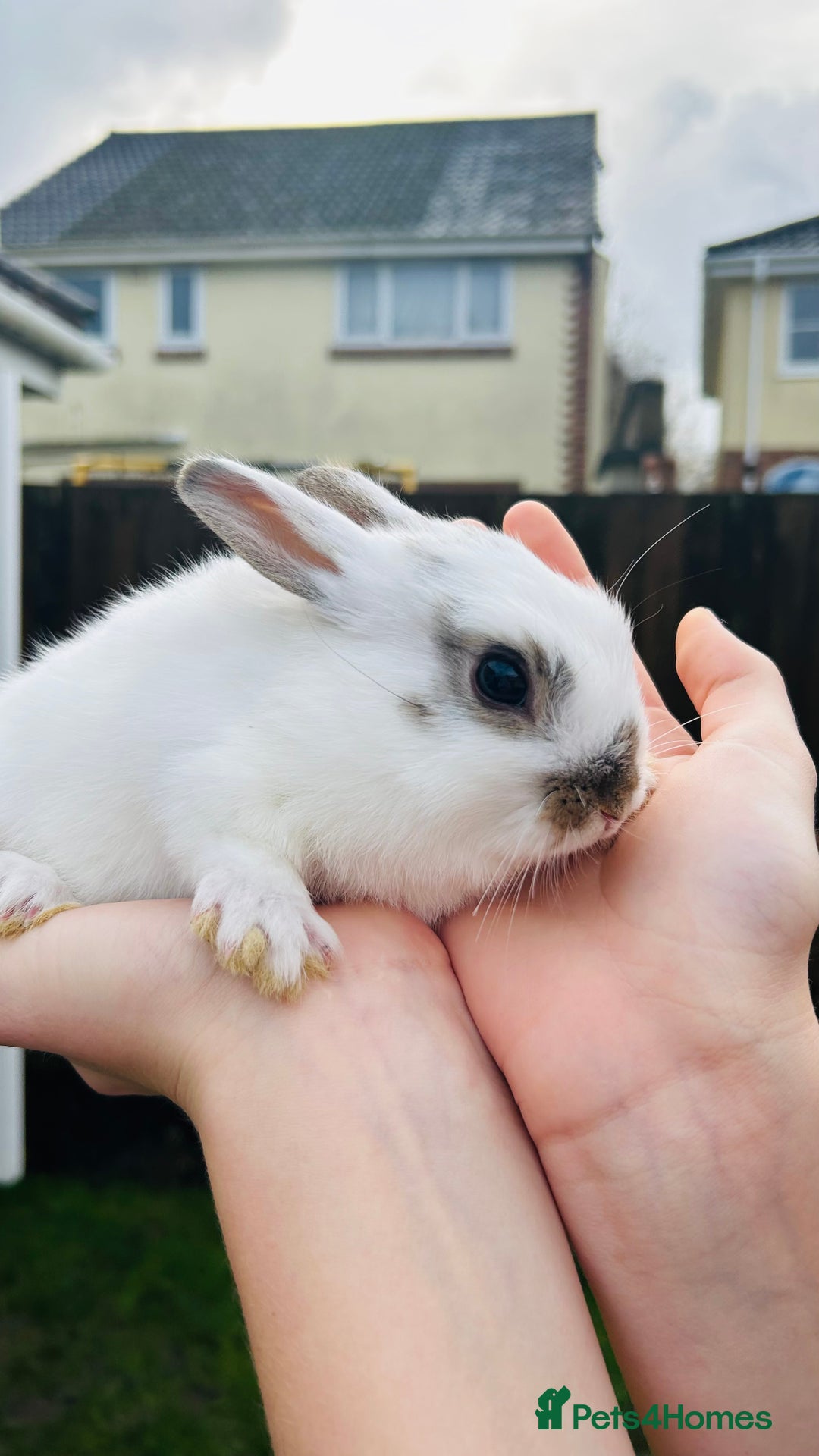 Netherland Dwarf rabbits for sale: Netherlands dwarf bunnies  - Advert 4