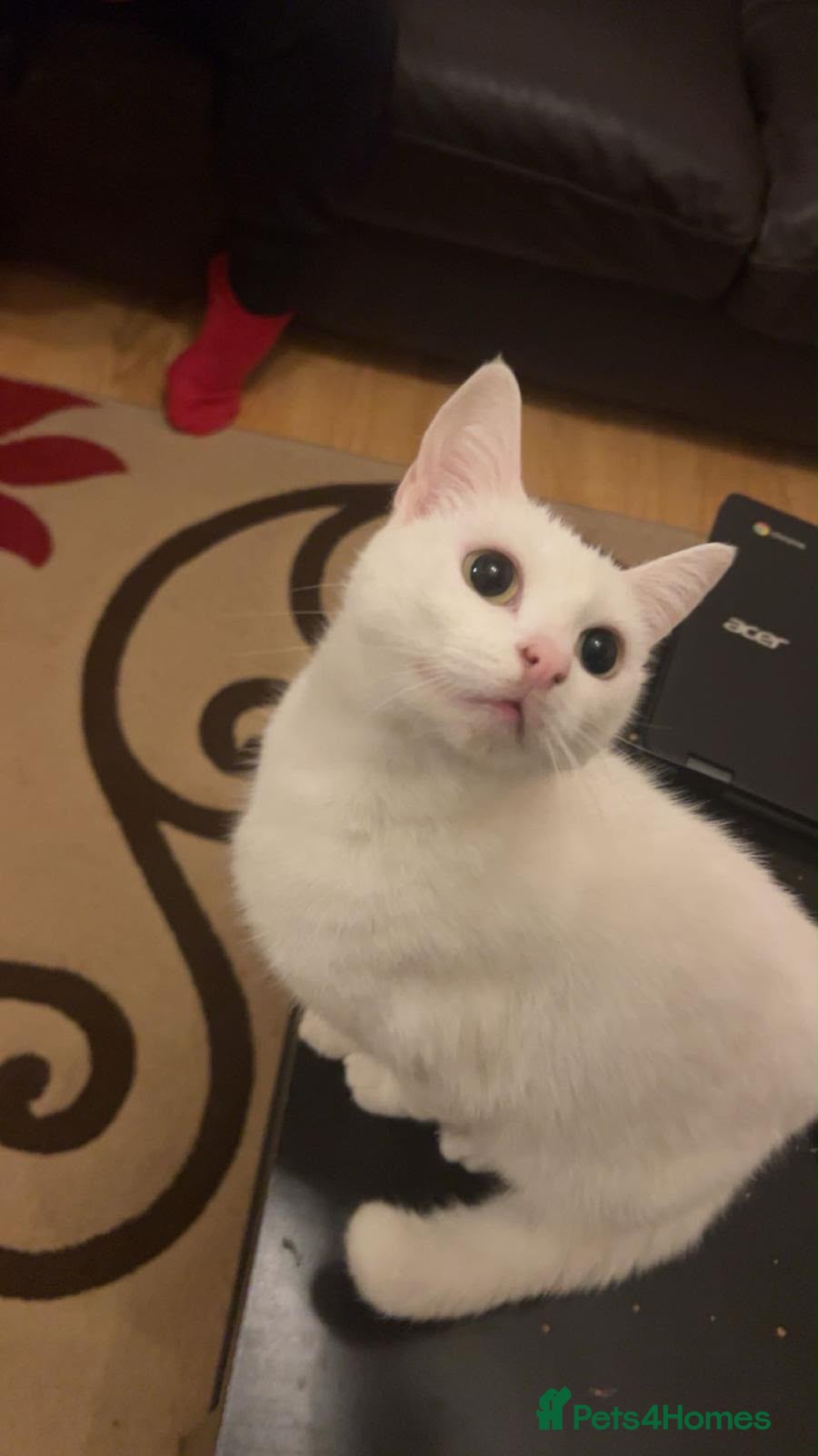 British Shorthair cats FREE! Friendliest cat! - Advert 3