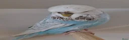 Budgerigars birds for sale: Exhibition Budgies for Sale  - Advert 15
