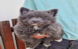 Pomeranian dogs for sale: ** pomeranians - Image 2