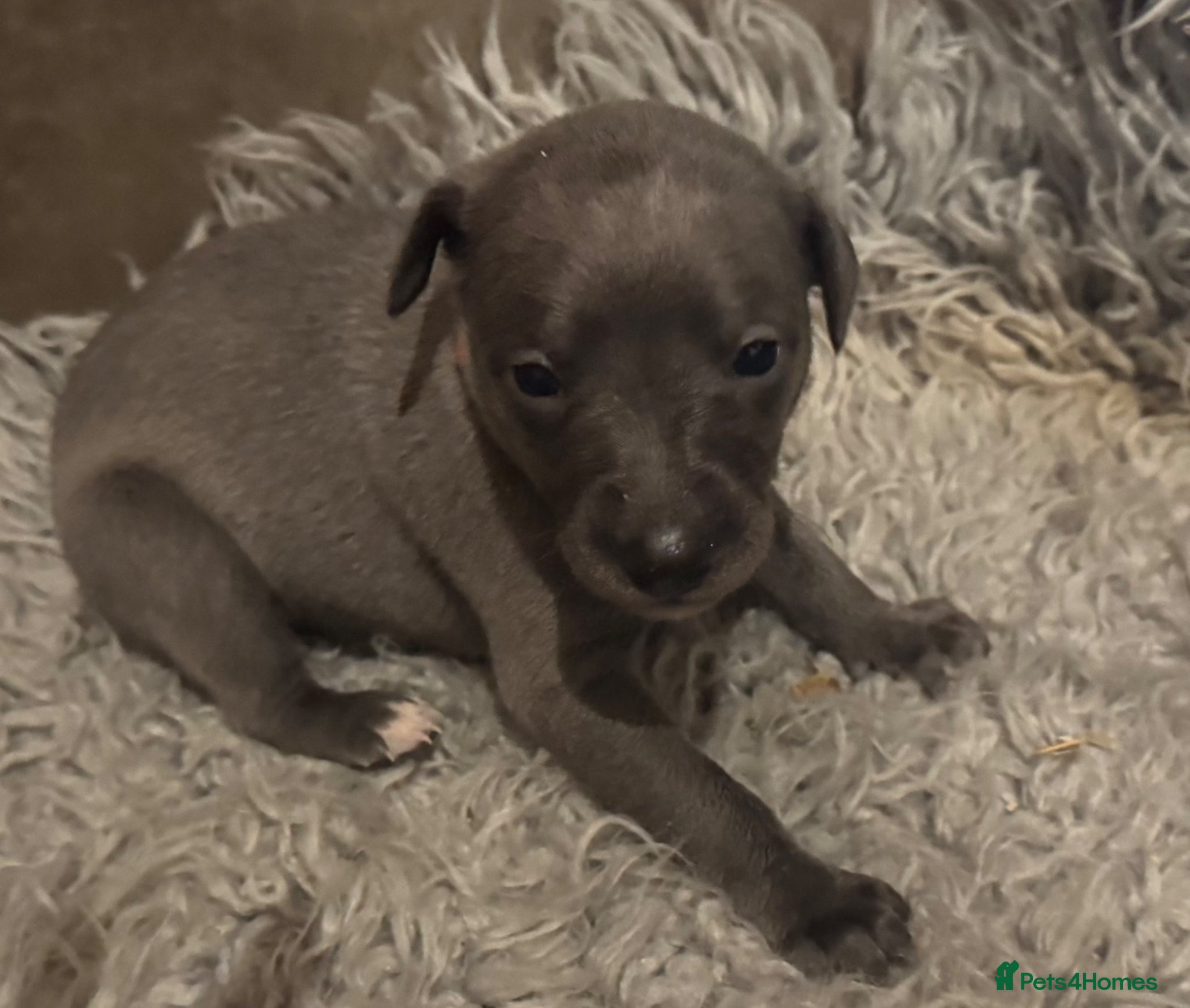 Whippet dogs for sale: 💙 Stunning KC Registered Blue Whippet Puppies  - Advert 11