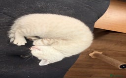 Bengal cats for sale: Snow Lynx, Marble & Brown Rosette Bengals - Image 5