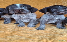 German Wirehaired Pointer dogs for sale: Quality German wirehaired pointer pups. - Image 17