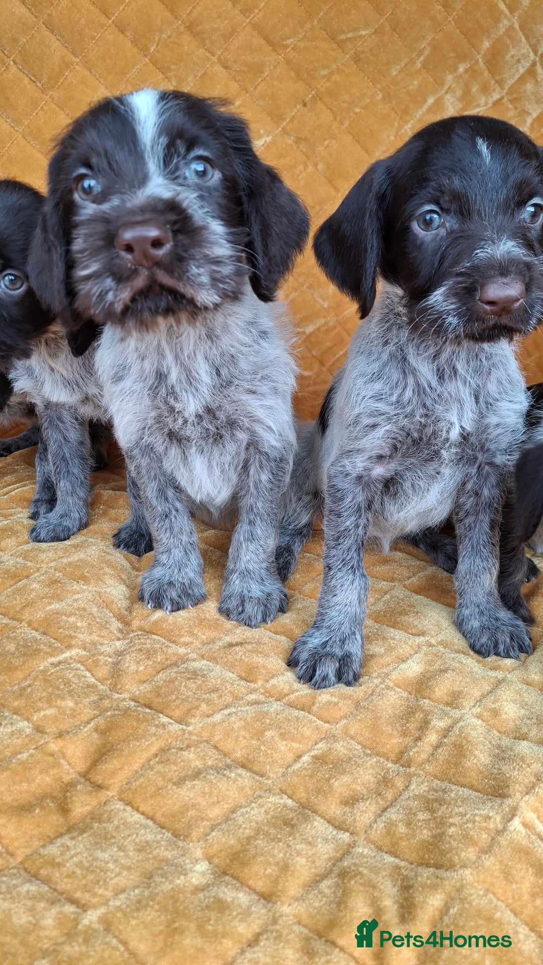 German Wirehaired Pointer dogs for sale: Quality German wirehaired pointer pups. - Image 17
