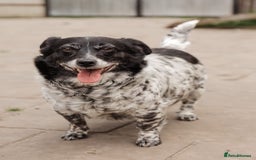 Mixed Breed dogs for adoption: 💖🐶 LYRA 🐶💖 - Image 17