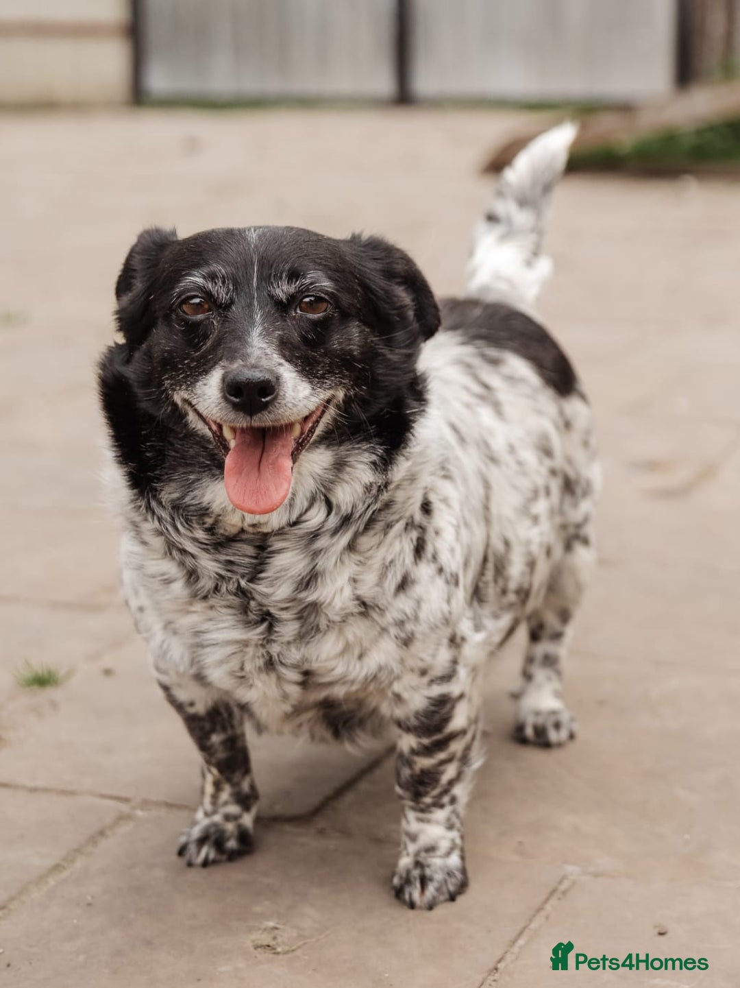 Mixed Breed dogs for adoption: 💖🐶 LYRA 🐶💖 - Image 17