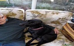 Labrador Retriever dogs for sale: Family bred Labrador puppies - Image 2