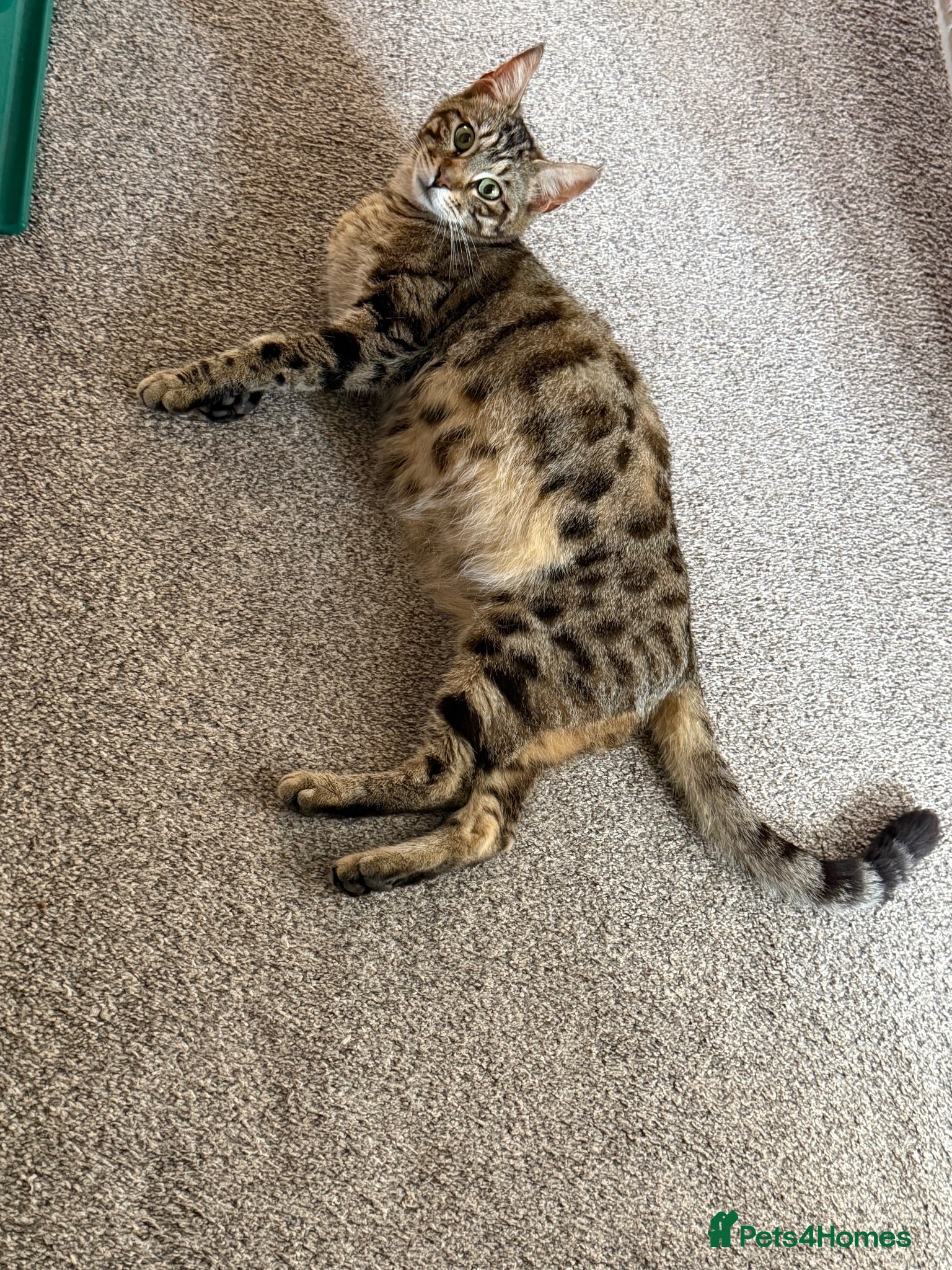Bengal cats Bengal X Maine Coon Kittens  - Advert 4