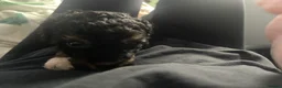 Cavapoo dogs for sale: Toy Cavapoo puppies  - Advert 11