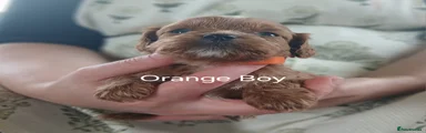 Cavapoo 4