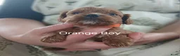 Cavapoo dogs for sale: Cavapoo Puppies  in Glenrothes - Advert 12