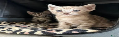 Bengal Kitten 2