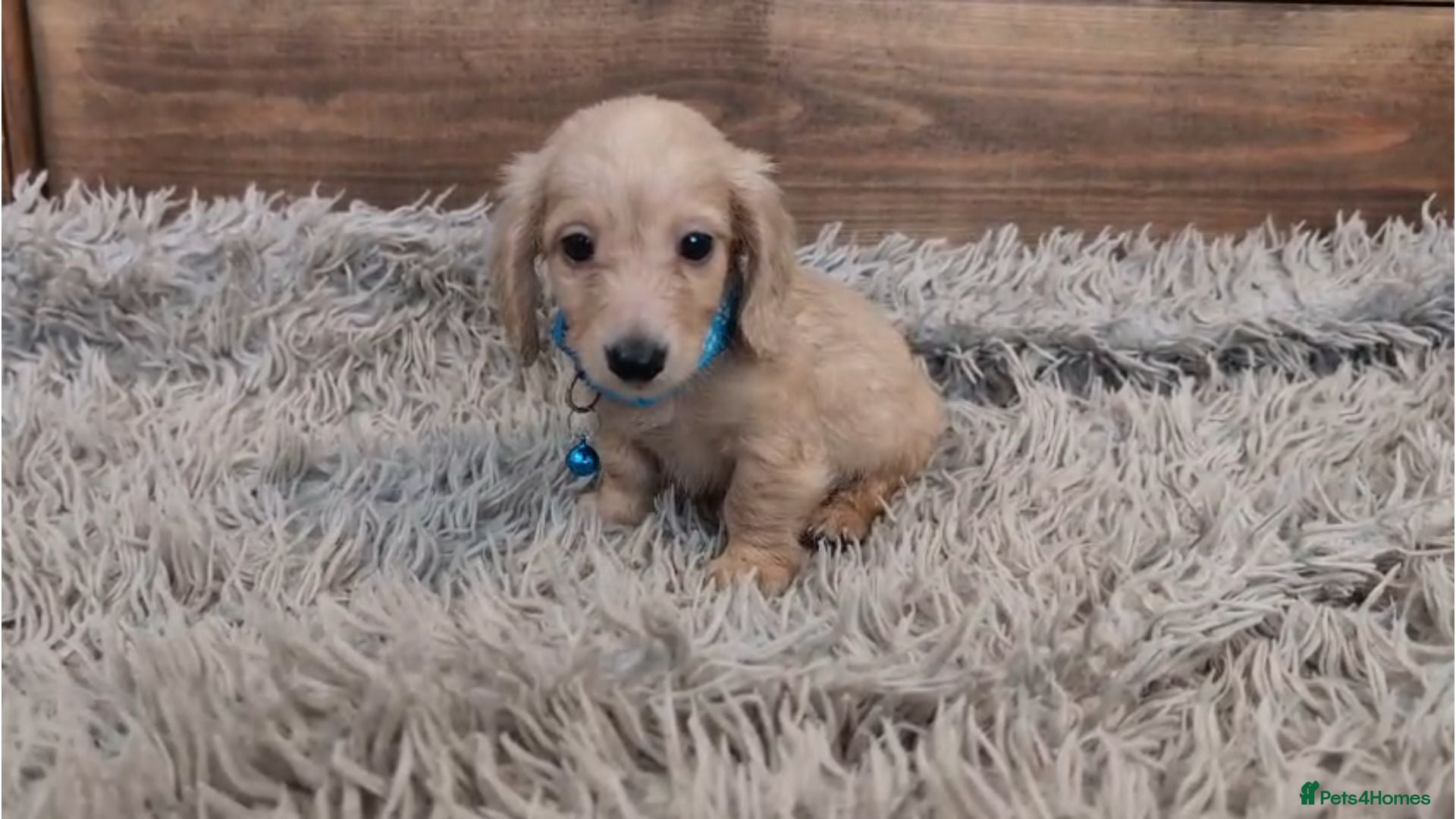 Miniature Dachshund dogs 🐾 Beautiful Miniature Dachshund Puppies 🐾 - Advert 1
