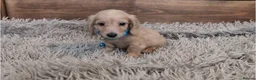 Miniature Dachshund dogs for sale: 🐾 Beautiful Miniature Dachshund Puppies 🐾 - Advert 27