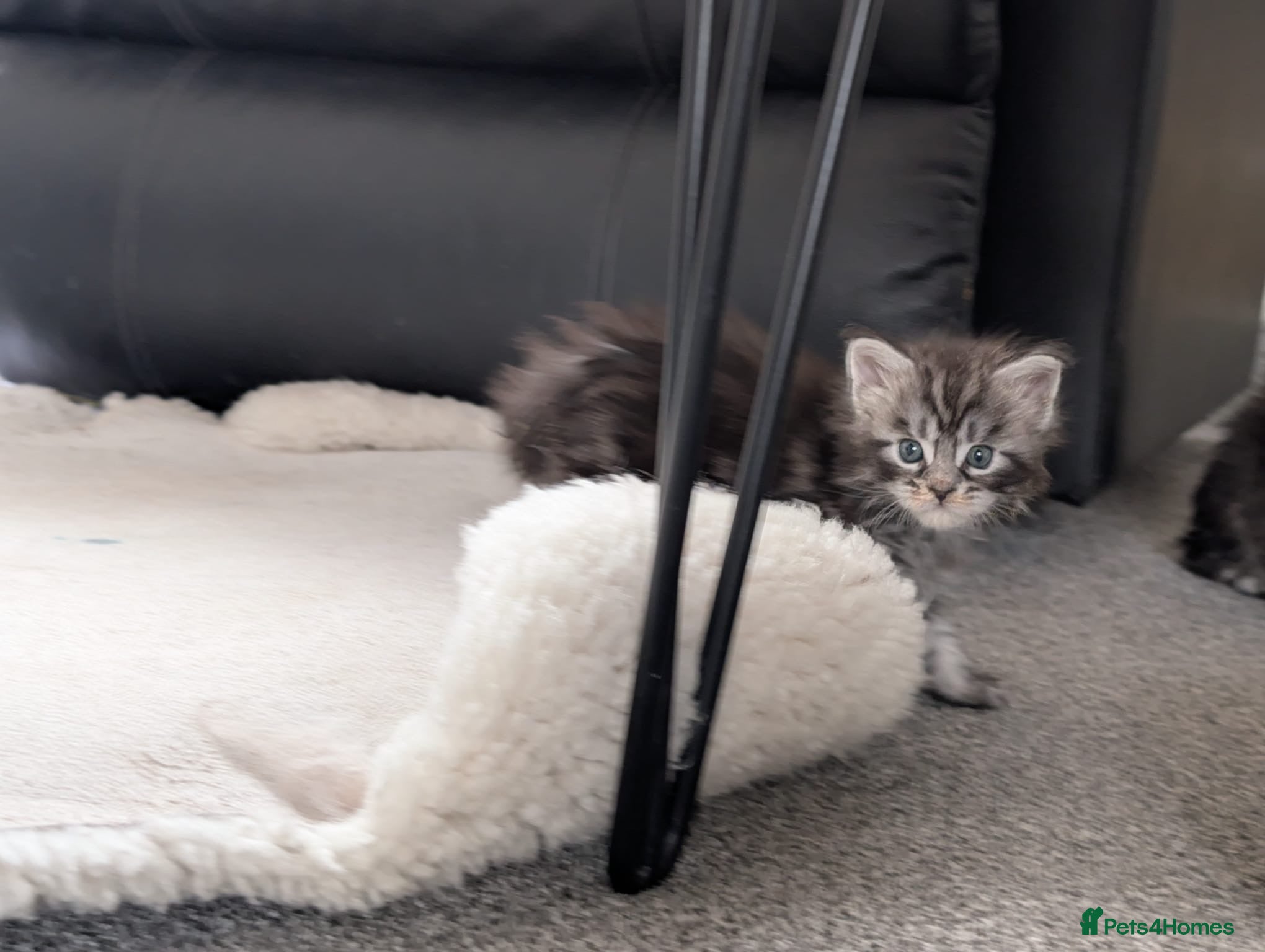 Maine Coon cats for sale: Maine coon kittens  - Advert 18
