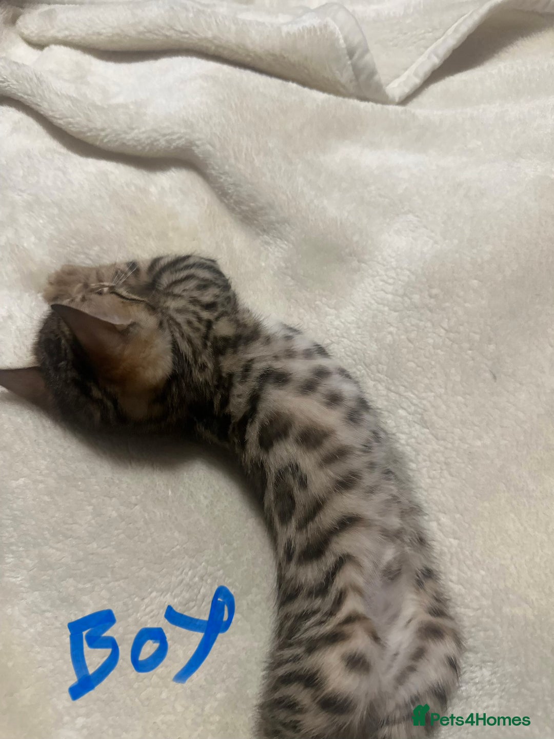 Bengal cats for sale: Beautiful bengals  - Advert 18