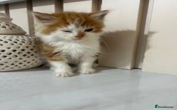British Longhair cats for sale: Beautiful Fluffy Long-Haired British Tabby Kittens - Image 10