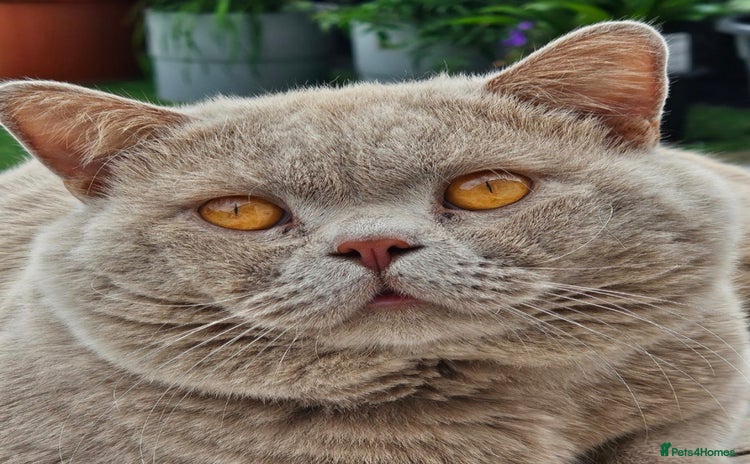 British Shorthair cats - Advert 6