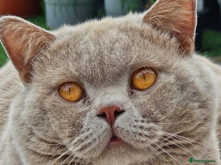 British Shorthair cats - Advert 9