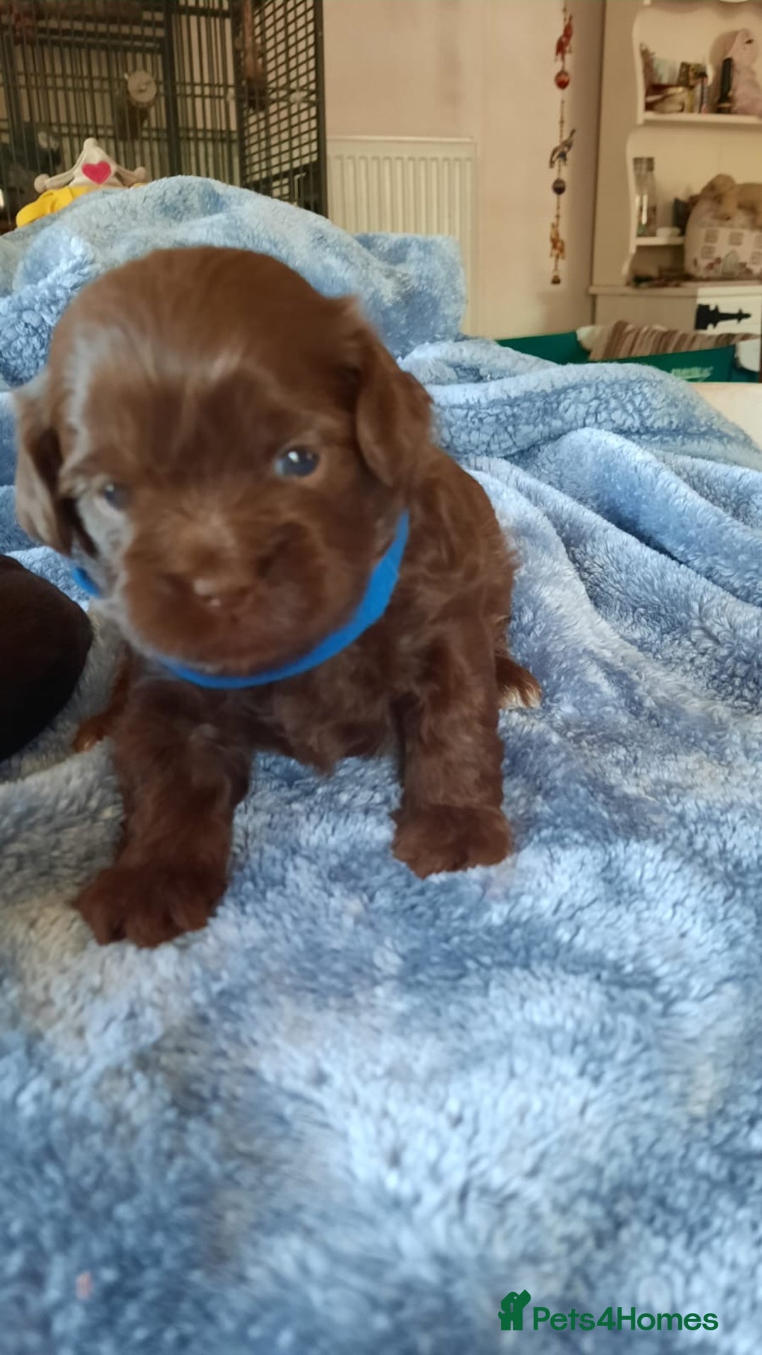 Shihpoo dogs for sale: Chocolate Toy Shipoo pups - Image 3