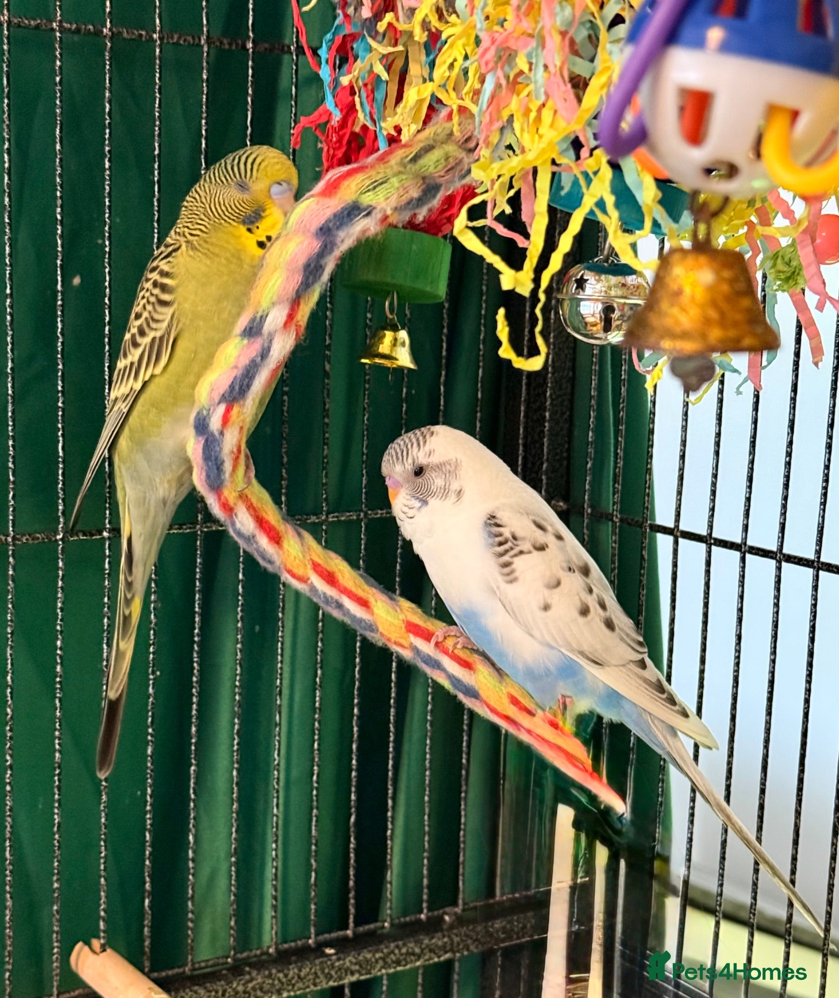 Budgerigars birds   budgies  available 9 weeks old  - Advert 1