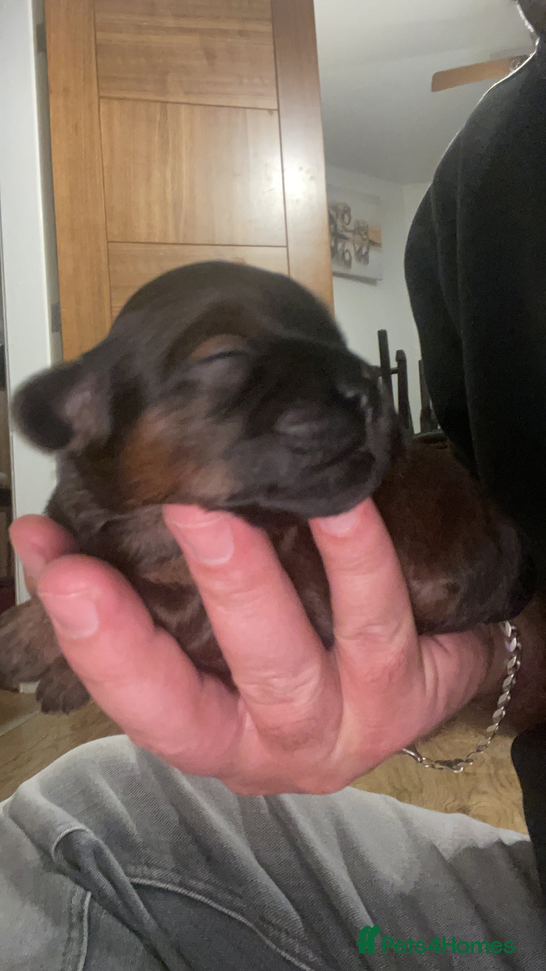 Mixed Breed dogs for sale: Shihpoo  - Image 12