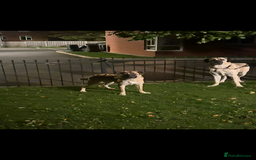 Anatolian Shepherd dogs for sale: 10.5 month old Anatolian mix kangal with a tin - Image 8