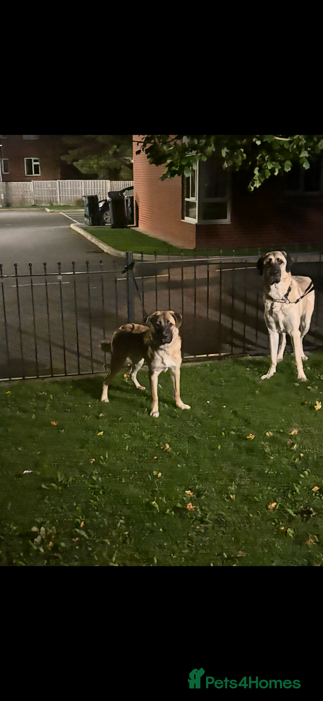 Anatolian Shepherd dogs for sale: 10.5 month old Anatolian mix kangal with a tin - Image 8