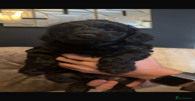 Cockapoo dogs - Advert 3