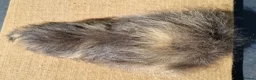 Guinea Pig rodents for sale: Bonded Pair of Boars - Advert 5