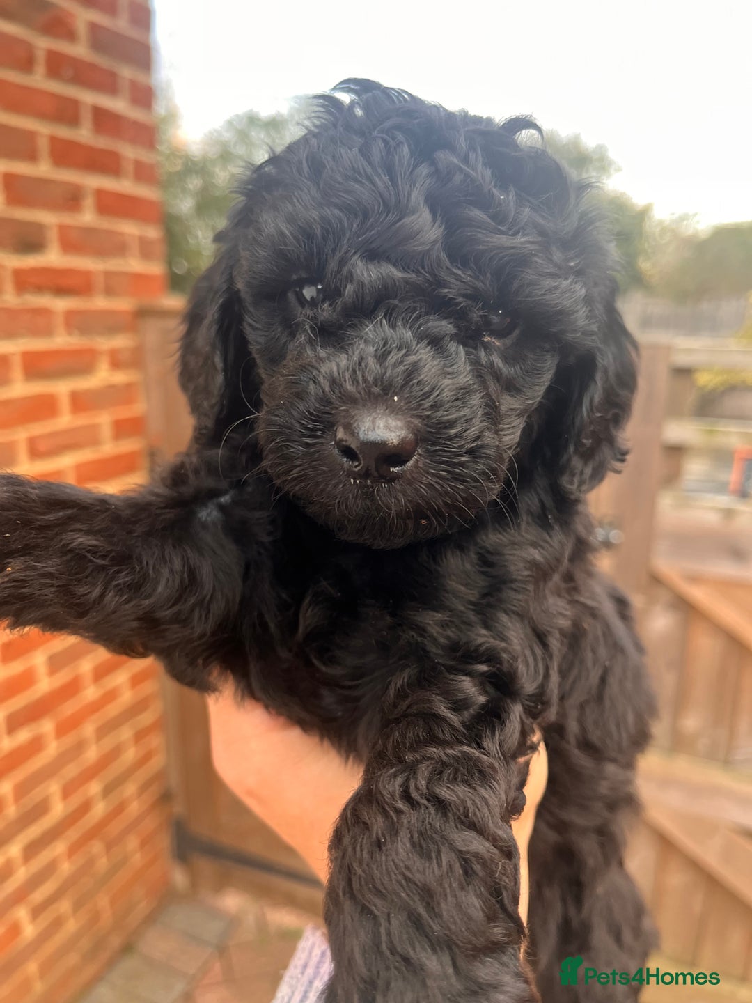 Australian Labradoodle dogs for sale: Home raised, DNA tested, Australian Labradoodles - Advert 29