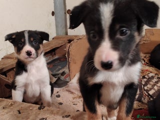Border Collie dogs Cheekey Chaps*Ready* - Advert 2