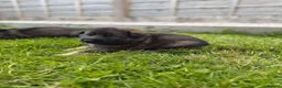German Shepherd dogs for sale: 🐾 Working line German Shepherd puppies 🐾  - Advert 22