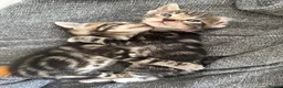 Bengal cats for sale: Half glitter marbled Bengal & tabby  in Gosport - Advert 7