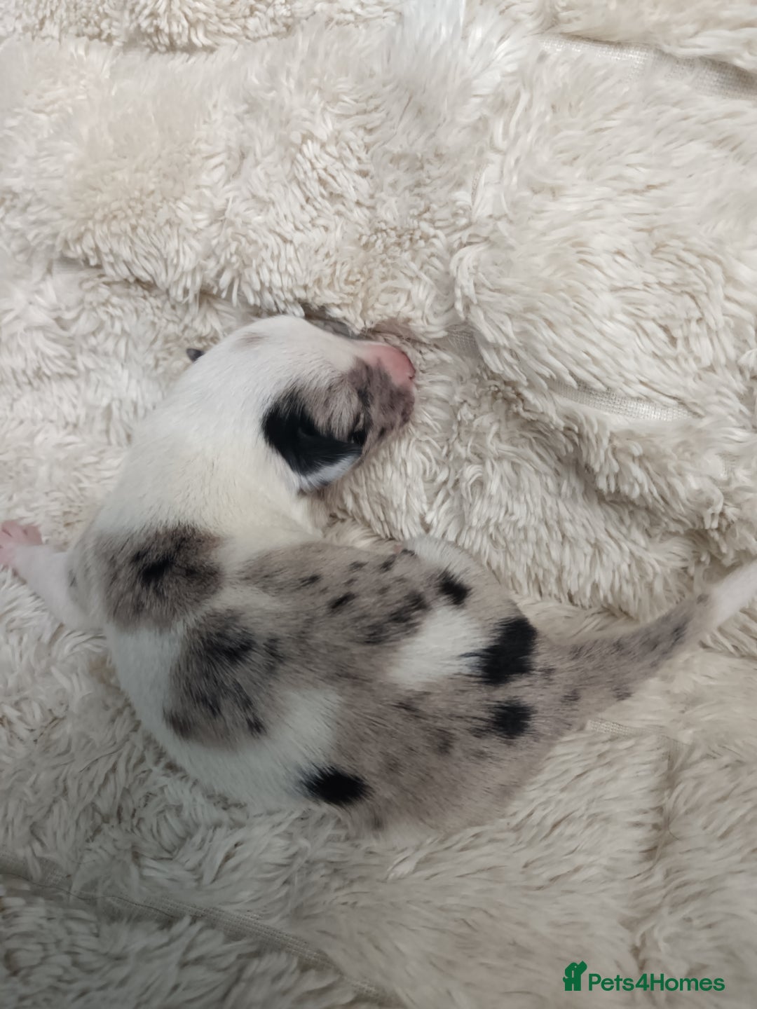 Border Collie dogs for sale: Border collie puppies B/W  - Advert 21