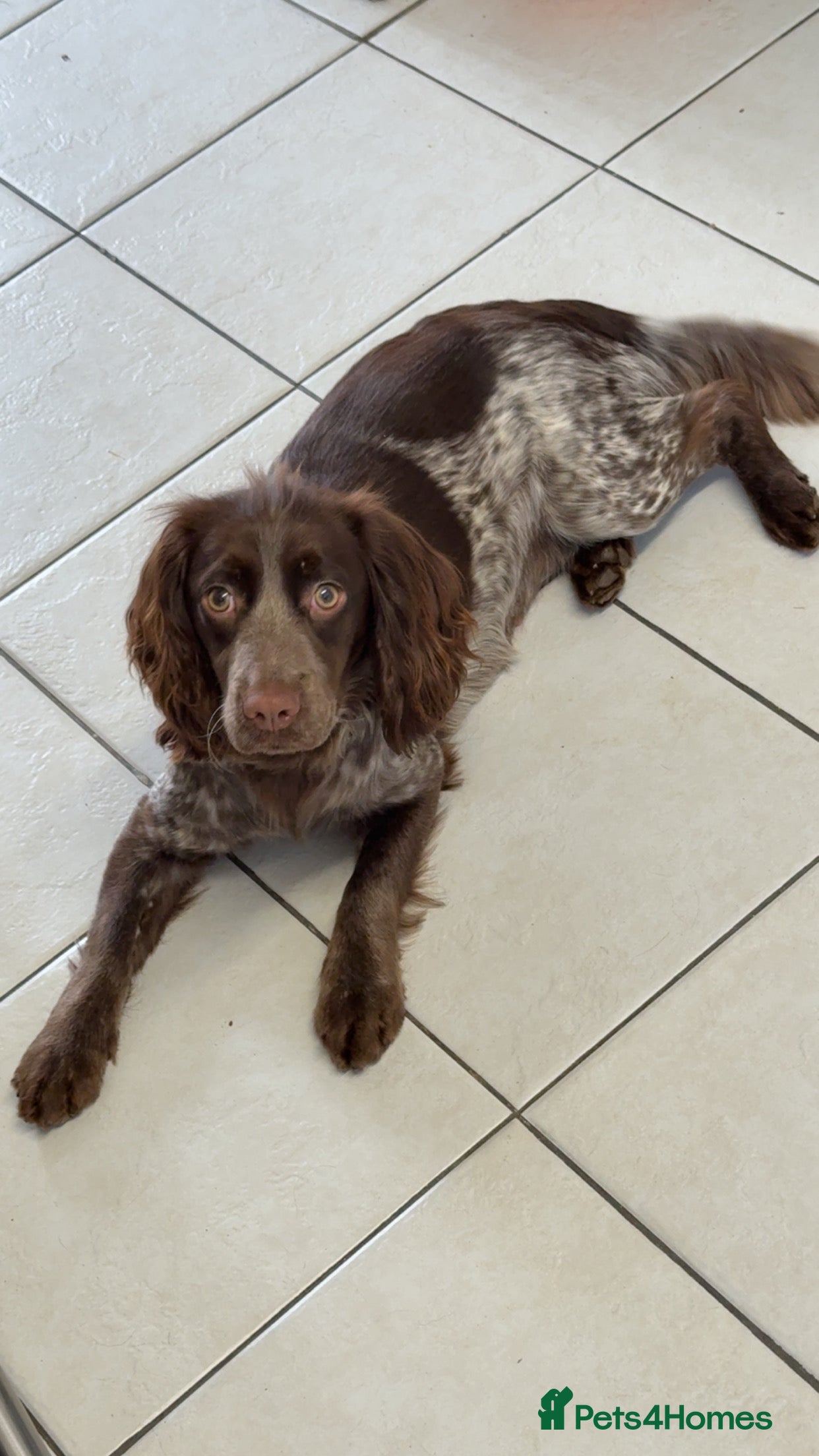 Coco