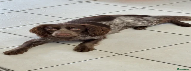 Coco
