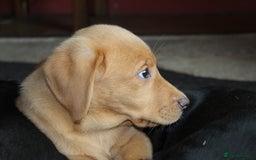 Labrador Retriever dogs for sale: Labrador Pupsfor Sale – Yellow, Chocolate, Black  - Image 6
