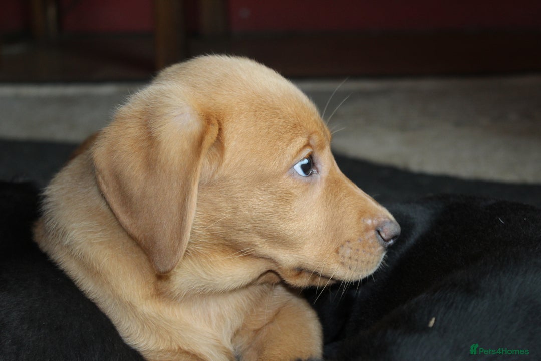 Labrador Retriever dogs for sale: Labrador Pupsfor Sale – Yellow, Chocolate, Black  - Image 6