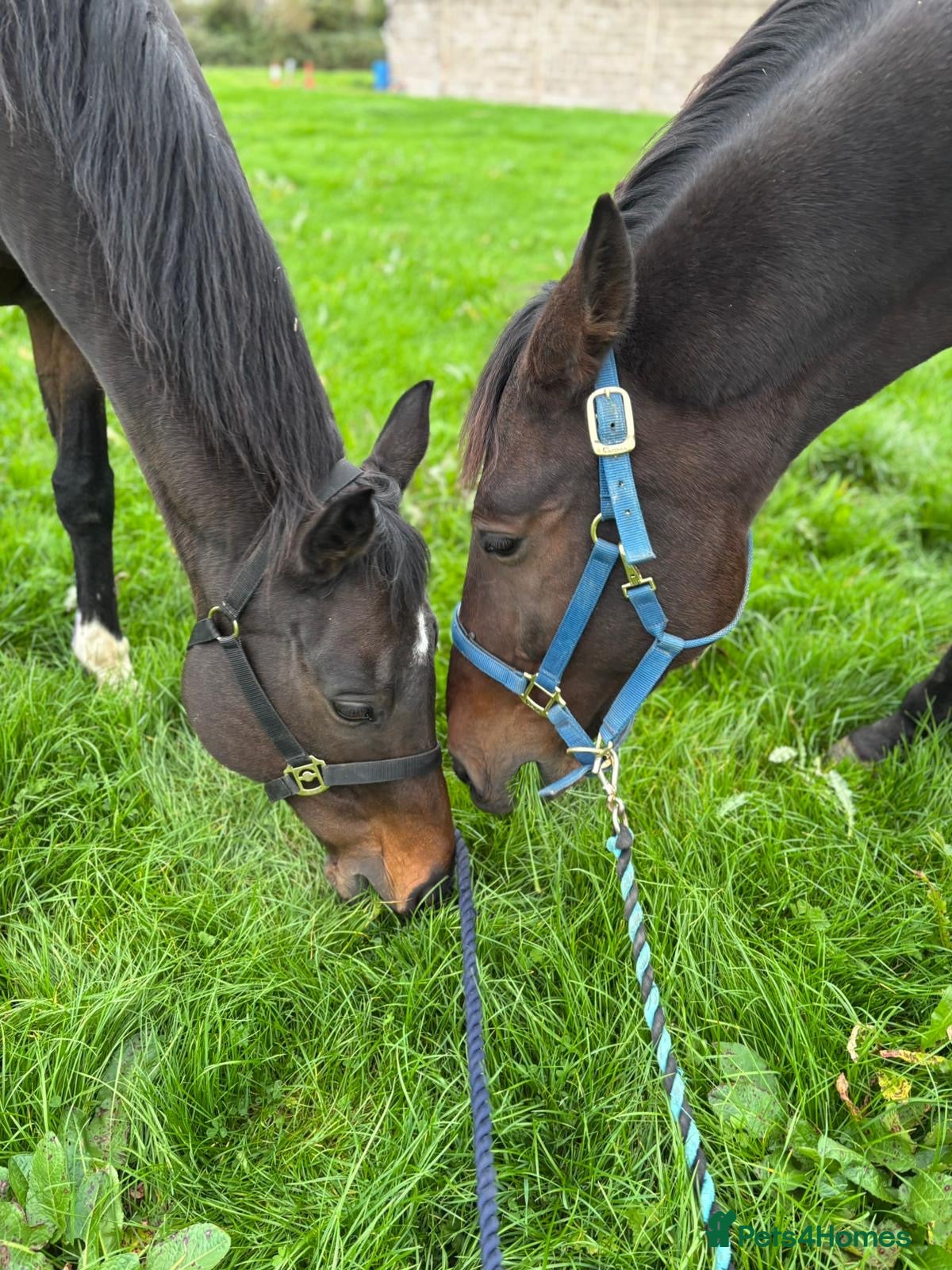 Irish Thoroughbred horses King 15.3hh aged 15 - Advert 1